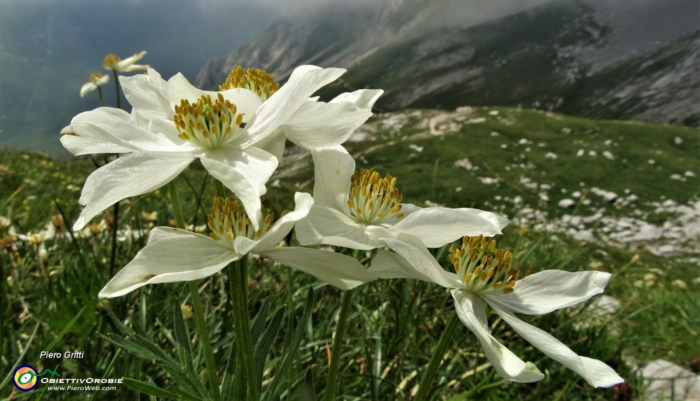 64 Anemone narcissinino (Anemone narcissiflora).JPG